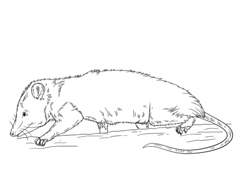 Virginia Opossum Coloring Page